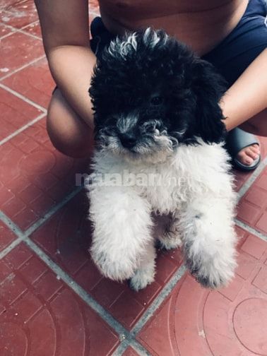 Chó Nhật đen trắng khỏe mạnh, tinh nghịch