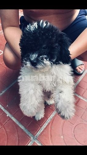 Chó Nhật đen trắng khỏe mạnh, tinh nghịch