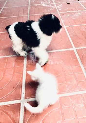 Chó Nhật đen trắng khỏe mạnh, tinh nghịch