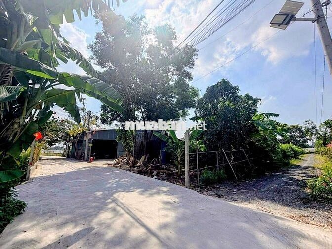 Đất thổ cư 2/đường số 86-Tân Phú Trung-Củ Chi.Dt 15,5x64~987m2~5,5ty