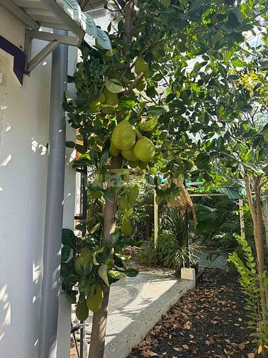 Nhà sân vườn, sân trước rộng rãi, sân sau vườn trái cây và cây cảnh