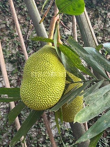 Nhà sân vườn, sân trước rộng rãi, sân sau vườn trái cây và cây cảnh