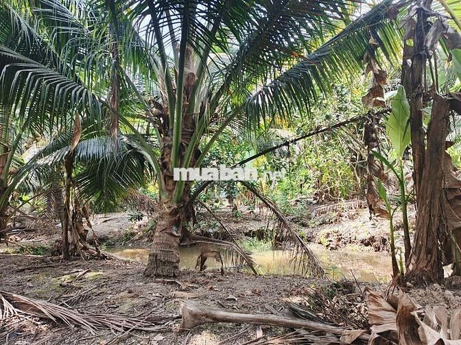 Cần bán gấp đất,giá cả có thể thương lượng, có hoa hồng cho môi giới