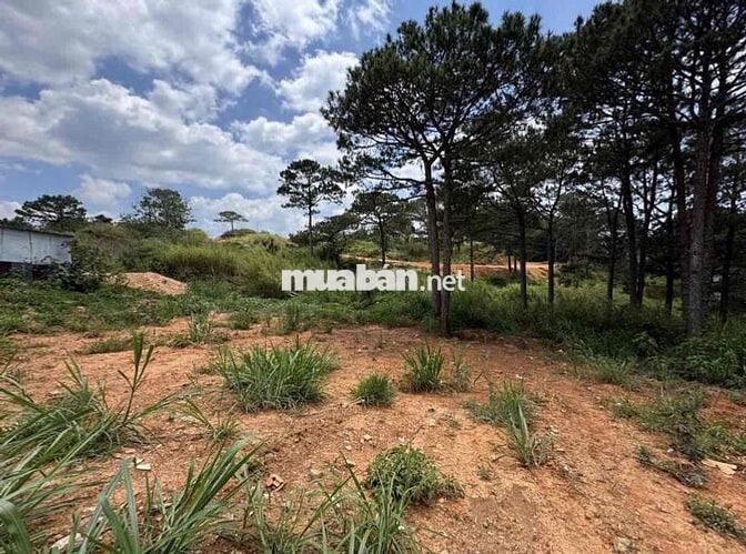 BÀ CHỊ GỬI BÁN LÔ ĐẤT 1.650m² – ĐẤT NÔNG NGHIỆP QUY HOẠCH THỔ CƯ 🌿  📍