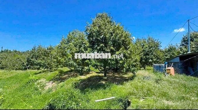 CHÍNH CHỦ BÁN LÔ ĐẤT VƯỜN LIỀN KỀ KCN MINH HƯNG