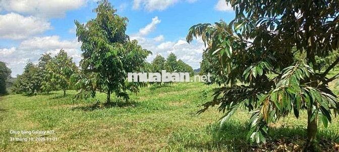 Tuyển công nhân chăm sóc vườn cây