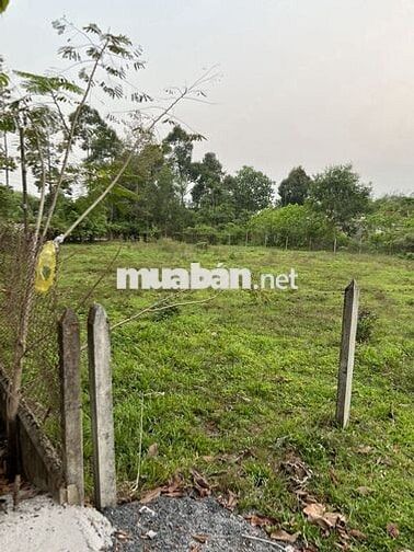 Đất nền full thổ 1311m2 Thái Mỹ (Củ Chi), Tp.HCM