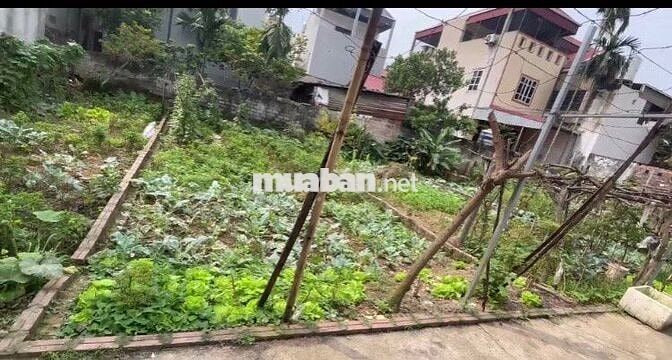 Chính chủ bán đất Phúc Thọ FULL THỔ CƯ-33.5tr/m2