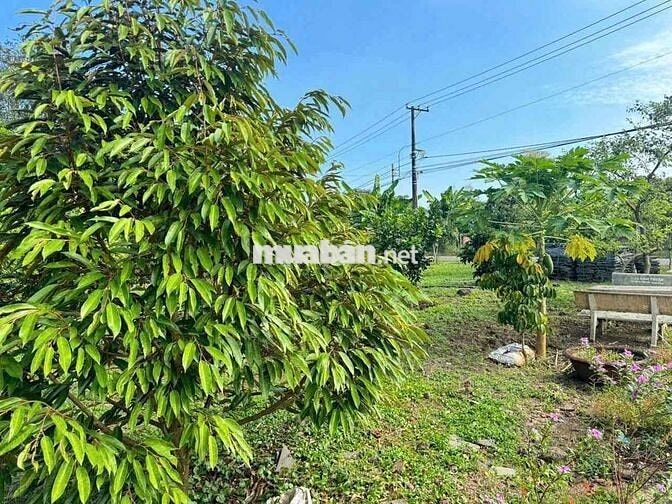 Bán đất tặng vườn sầu riêng đang thu hoạch