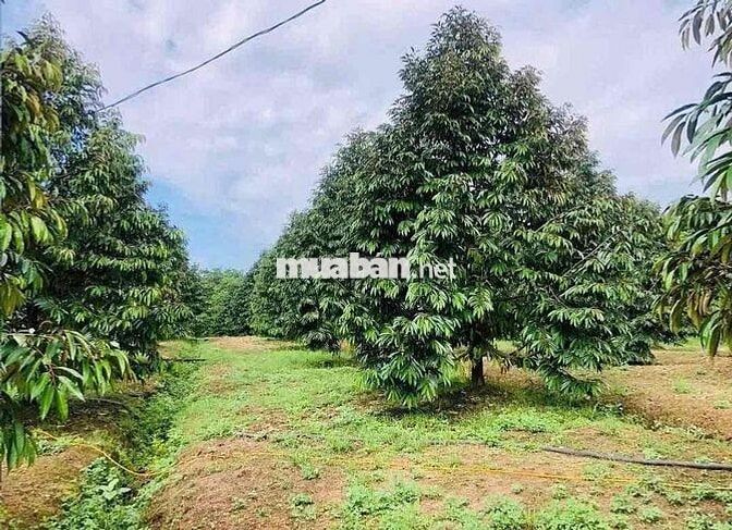 Bán đất tặng vườn sầu riêng đang thu hoạch
