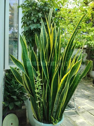 Bán lô đất hiếm lớn thoáng mát, đường 5.5m,120m2, 5x24m, Chính chủ 
