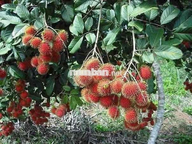 BÁN GẤP 2 SÀO VƯỜN TẶNG NHÀ CẤP 4