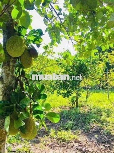 BÁN GẤP 2 SÀO VƯỜN TẶNG NHÀ CẤP 4