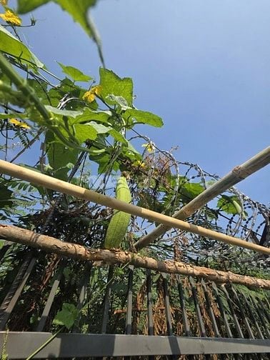 Bán nhà vườn Sài Gòn, gần sông mát mẻ