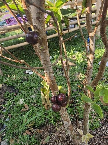 Bán nhà vườn Sài Gòn, gần sông mát mẻ
