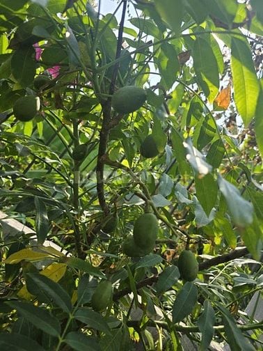 Bán nhà vườn Sài Gòn, gần sông mát mẻ