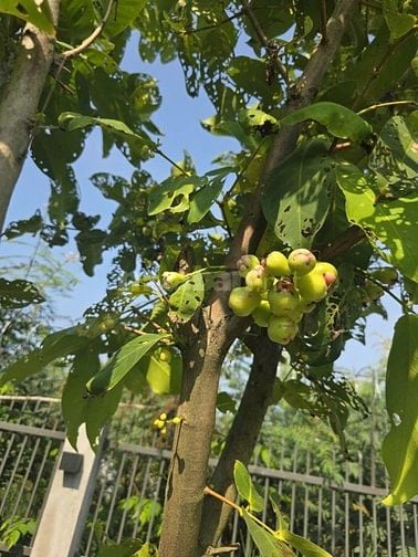 Bán nhà vườn Sài Gòn, gần sông mát mẻ