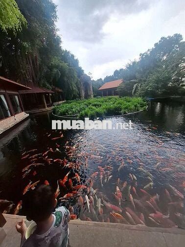 Bán Đất Gần Trường Tiểu Học Xa Lách - Tân Quan. Chính Chủ