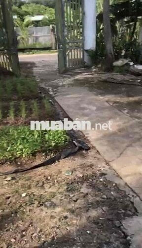 💔 BÁN LỖ THẬT – NHÀ + ĐẤT 522m², XE HƠI TỚI NƠI, CHỈ 1TY150 TL!