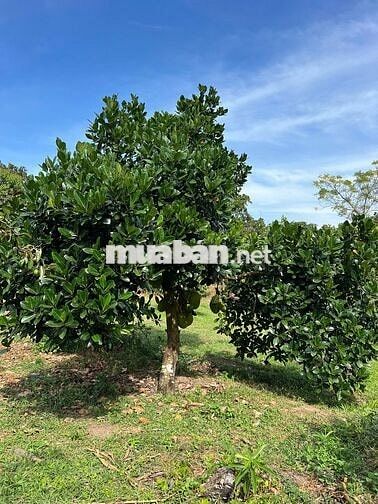 Chú Duy cần sang mảnh vườn 1656m2 đang sẵn cây ăn trái giá 650TR