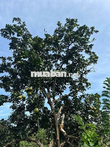Chú Duy cần sang mảnh vườn 1656m2 đang sẵn cây ăn trái giá 650TR