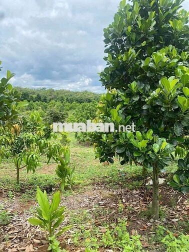 chủ cần bán miếng vườn trái cây giá ngộp