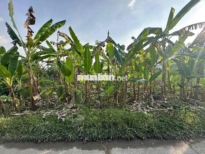Đất nền Phước Hậu 126m2 Thổ cư