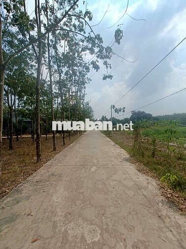 Bán lô đất hẻm xe hơi thị xã Chơn Thành , 5.06×38 , 190m2 . 660 triệu