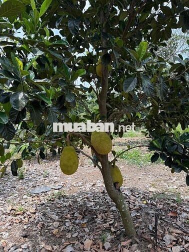 đất thổ cư gần chợ 7m mặt tiền