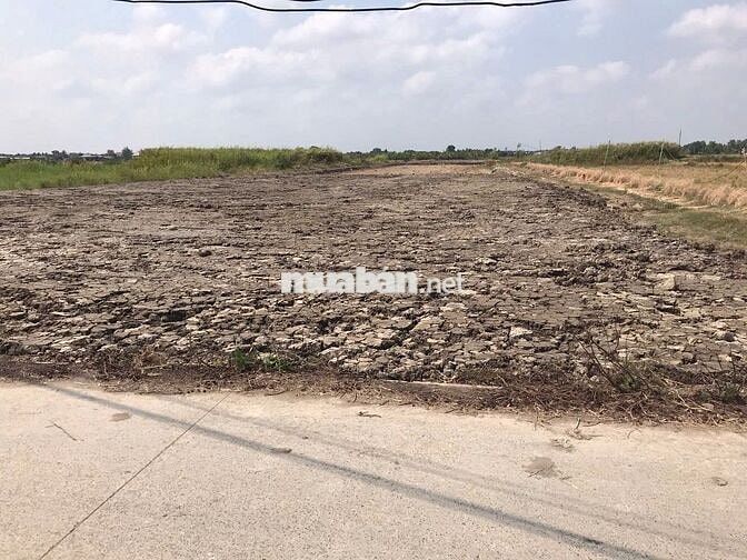 Bán 1500m2 đất thổ lúa đường 3,5m tại Đông Thạnh, Cần Giuộc