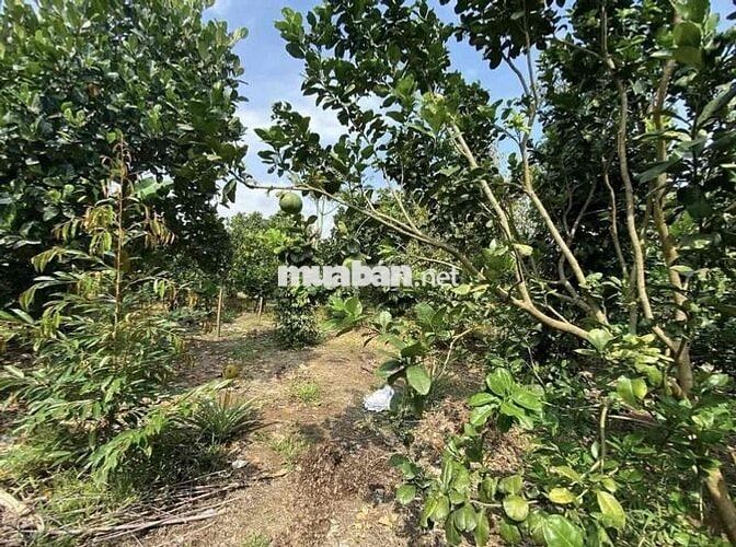 chủ cần bán nhanh căn nhà vườn 1000m2