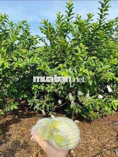 chủ cần bán nhanh căn nhà vườn 1000m2