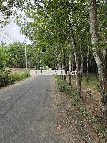 Đất năm trong khu vực dân cư đông đúc sát khu công nghiệp