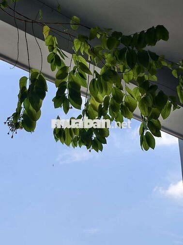 cho thuê căn hộ full nội thất xịn không gian chill, view cực đỉnh