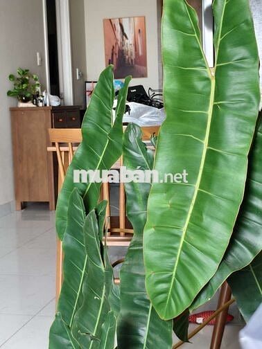 cho thuê căn hộ full nội thất xịn không gian chill, view cực đỉnh