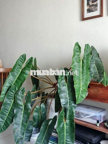 cho thuê căn hộ full nội thất xịn không gian chill, view cực đỉnh