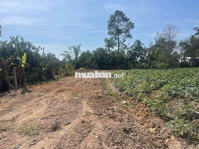 Đất 8400m2 trong đó 400 thổ cách kcn hiệp thạnh 5km
