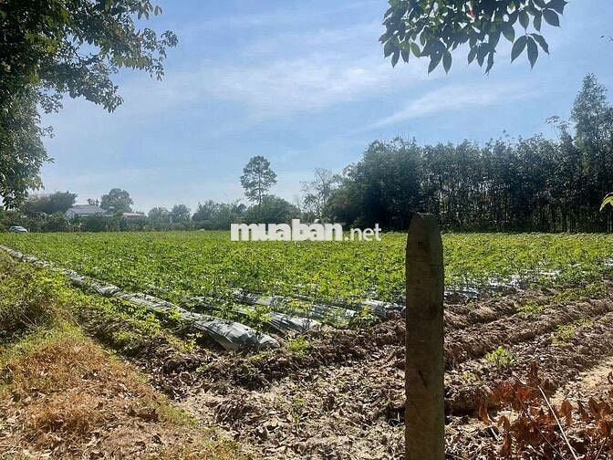 Đất 8400m2 trong đó 400 thổ cách kcn hiệp thạnh 5km