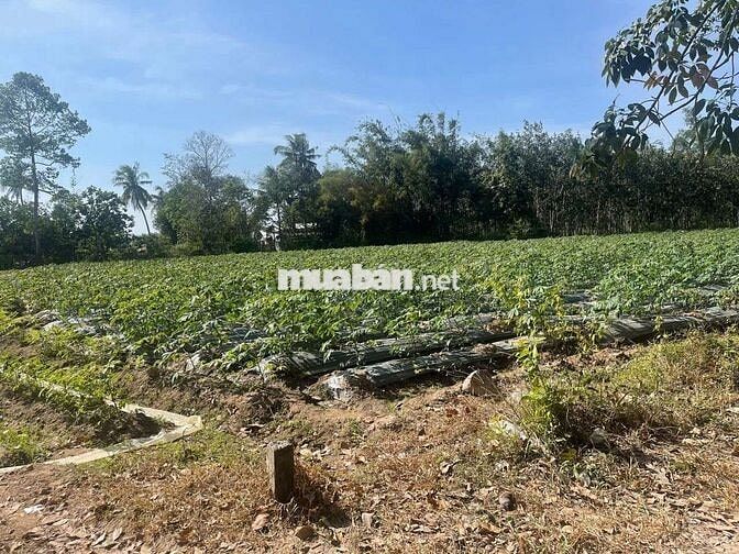 Đất 8400m2 trong đó 400 thổ cách kcn hiệp thạnh 5km