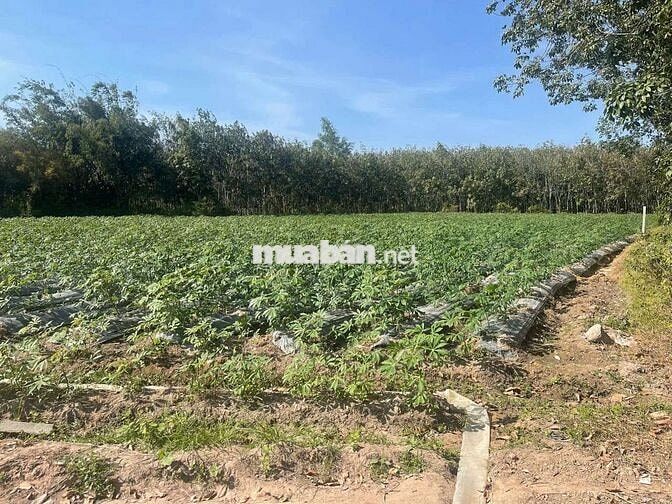 Đất 8400m2 trong đó 400 thổ cách kcn hiệp thạnh 5km