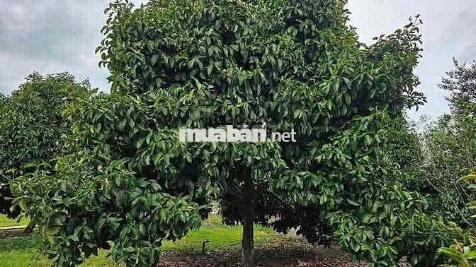 chủ cần bán gấp 1 sào gần Ủy Ban Phường Bình Lộc-Long Khánh-TP ĐN
