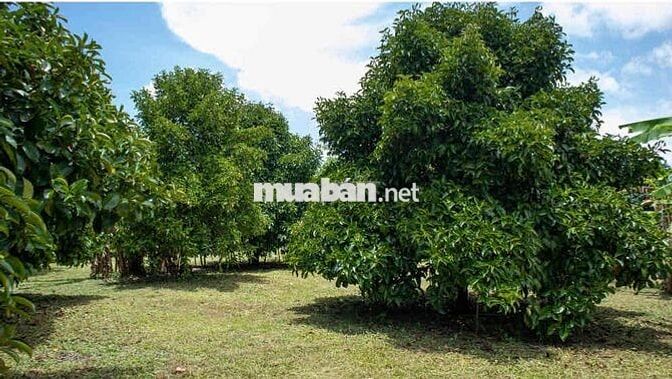 chủ cần bán gấp 1 sào gần Ủy Ban Phường Bình Lộc-Long Khánh-TP ĐN