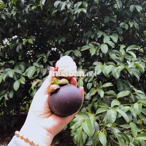LONG KHÁNH THÀNH PHỐ ĐỒNG NAI. Lễ hội mùa trái cây