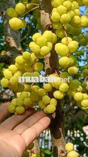 LONG KHÁNH THÀNH PHỐ ĐỒNG NAI. Lễ hội mùa trái cây