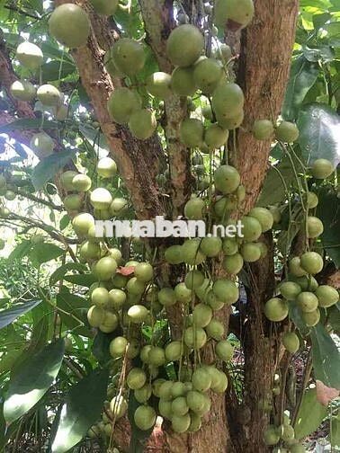 LONG KHÁNH THÀNH PHỐ ĐỒNG NAI. Lễ hội mùa trái cây