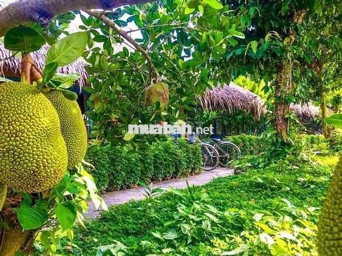 LONG KHÁNH THÀNH PHỐ ĐỒNG NAI. Lễ hội mùa trái cây