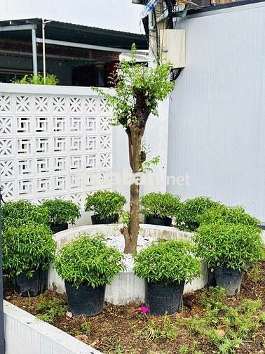 BÁN BIỆT THỰ SÂN VƯON 4PN 3WC MỚI ĐẸP CÓ 309M2 GẦN CẦU PHÚ CƯỜNG