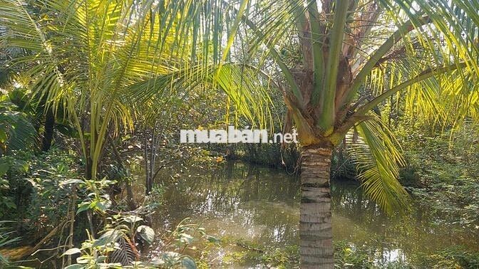 616m² NGANG 15M – ĐẤT RỘNG HIẾM GẦN QL1A – GIÁ 6.5TR/M²
