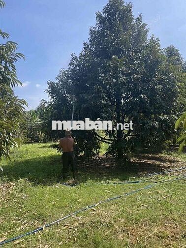 CẦN BÁN NHÀ VƯỜN SẦU RIÊNG 3000m2 / 300 TRIỆU