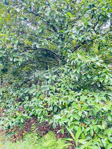 Bán đất tại Đường An Sơn 26, Xã An Sơn, Thuận An, BD, 33 tỷ, 2477m2